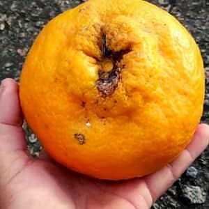 Citrus poonensis Ponkan