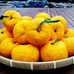 Citrus ×junos yuzu