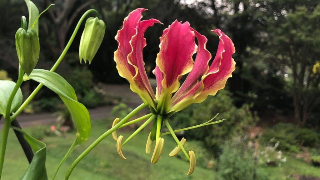 Comment semer le Lys de Malabar zoom sur la fleur de gloriosa superba