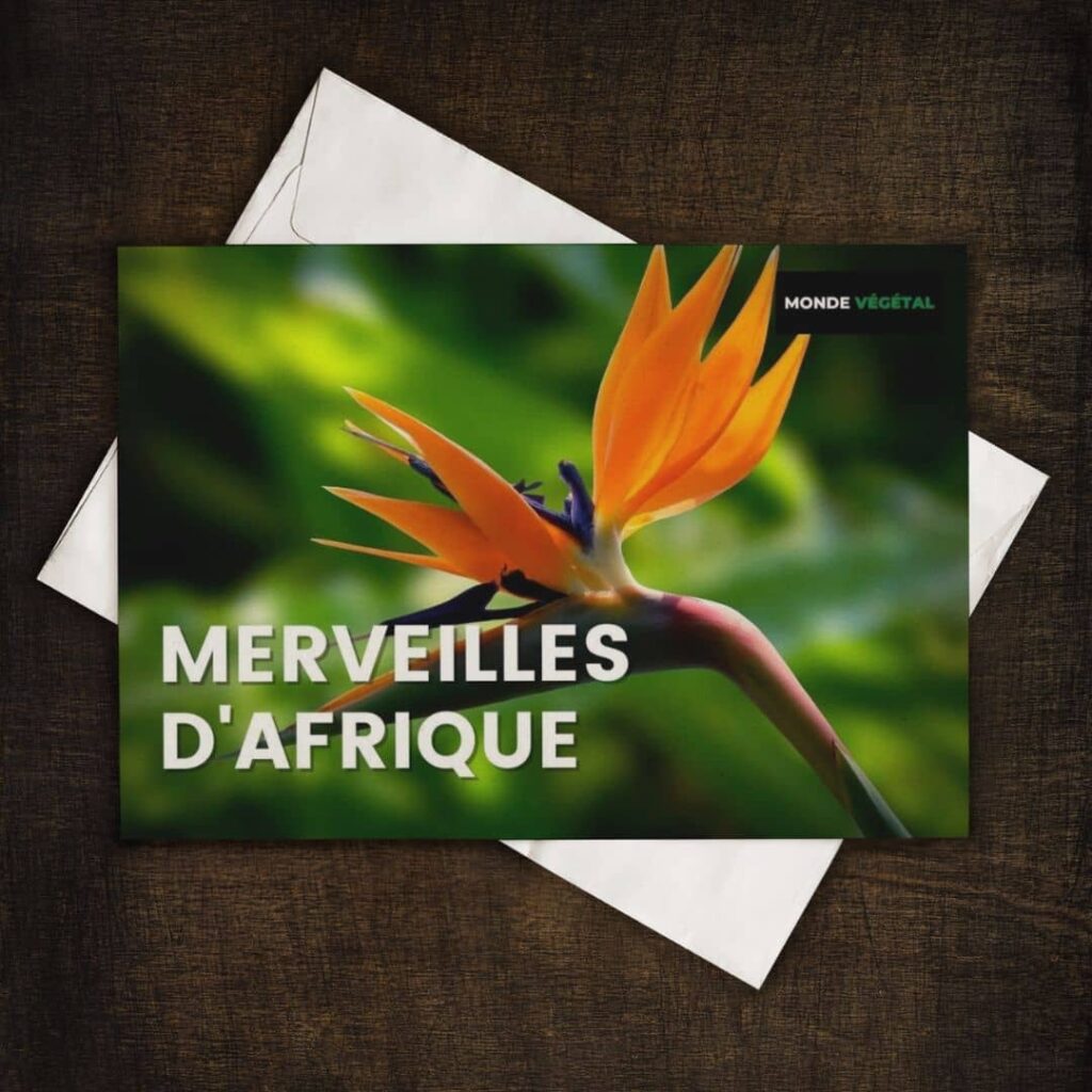GRAINEBOX les merveilles d'afrique de Monde Végétal