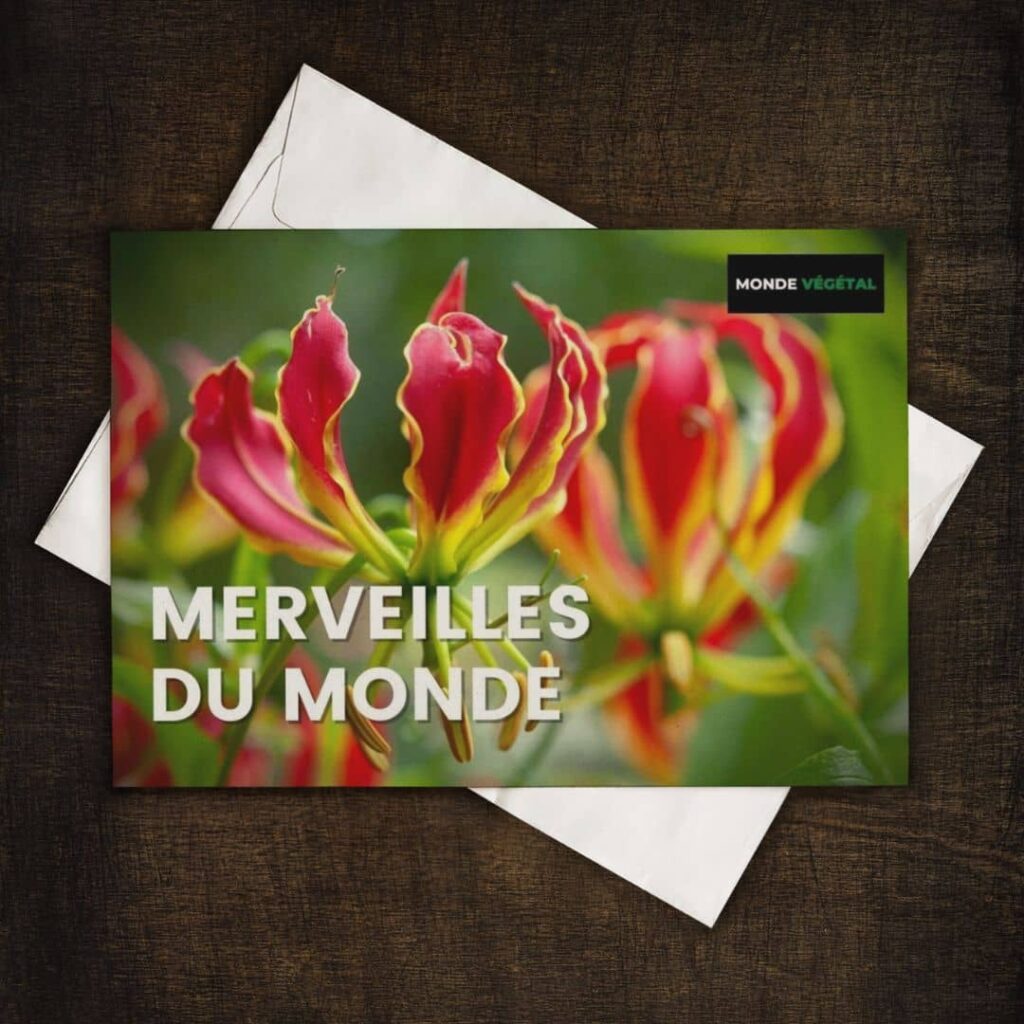 GRAINEBOX les merveilles du monde végétal
