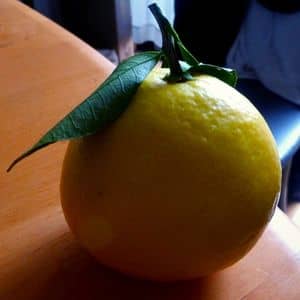 Hyuganatsu un des agrumes japonais du genre Citrus tamurana