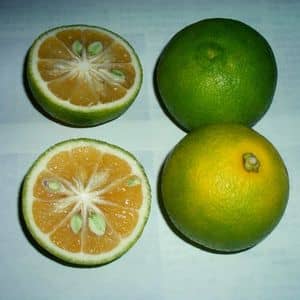 Kabosu Citrus sphaerocarpa