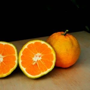Kishu Mikan Citrus reticulata var kinokuni mandarine kishu
