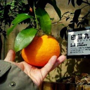 Kunenbo mandarines japonaises