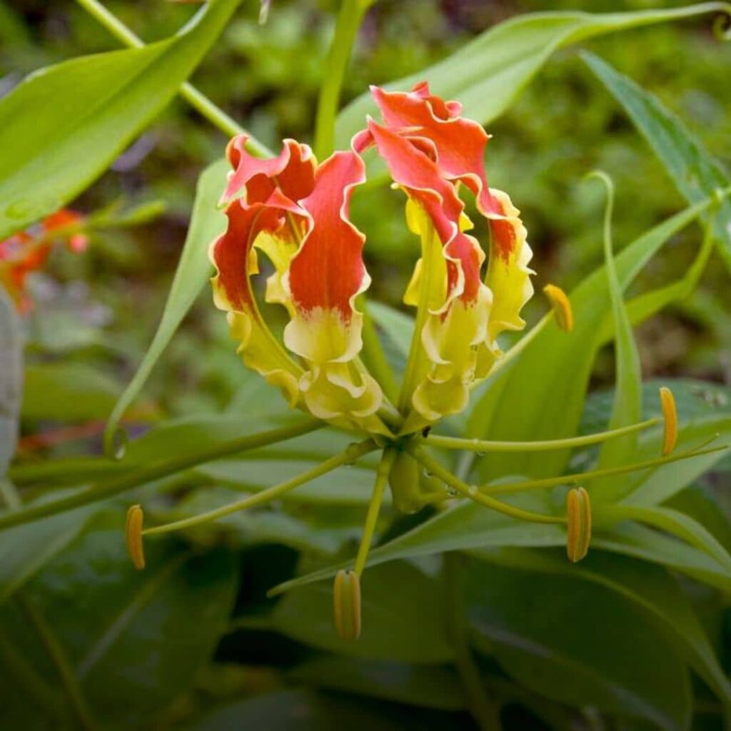 Lys de Malabar gloriosa superba fleurs d├®tail des ├®tamines des t├®pales