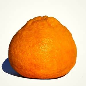 Sambokan une sorte de grosse orange