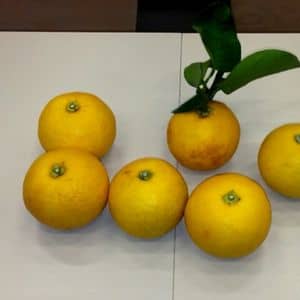 Yukou Citrus yuko agrumes japonais
