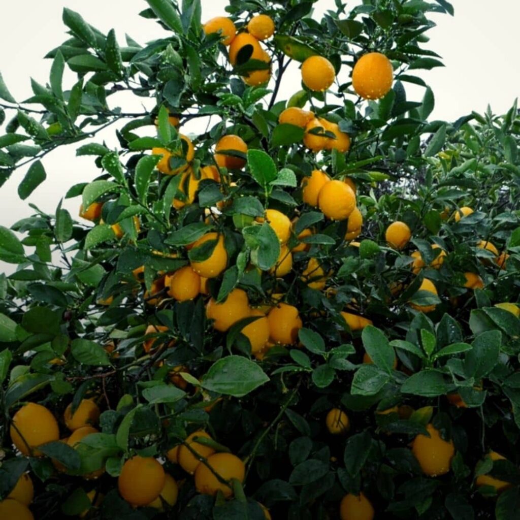 citronnier meyer arbuste vue générale