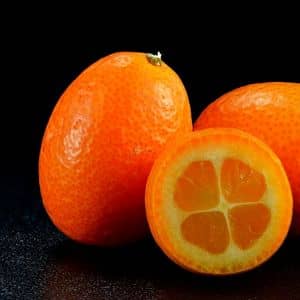 kumquat agrumes japonais Citrus japonica Fortunella