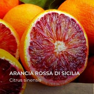 Arancia rossa di Sicilia Citrus sinensis