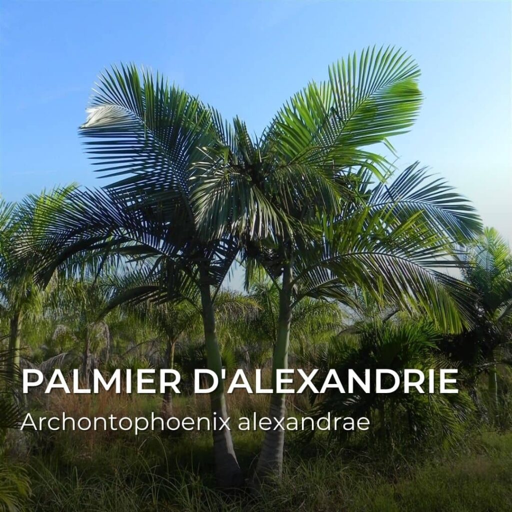 Archontophoenix alexandrae palmier d'alexandrie GRAINEBOX les merveilles du monde graines de plantes rares