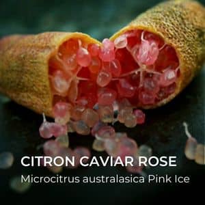 Citron Caviar Rose Microcitrus australasica Pink Ice