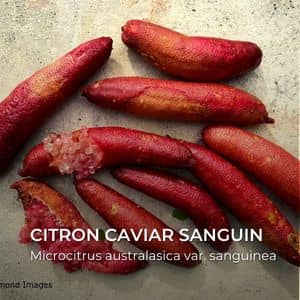 Citron Caviar sanguin Microcitrus australasica var. sanguinea