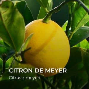 Citron de Meyer Citrus x meyeri tous les agrumes