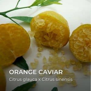 Citrus glauca x Citrus sinensis orange caviar tous les agrumes