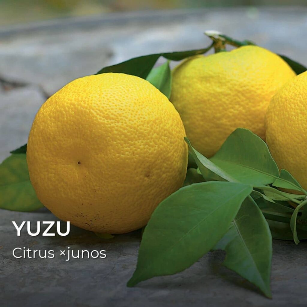 Citrus ×junos yuzu GRAINEBOX mon champ d'agrumes