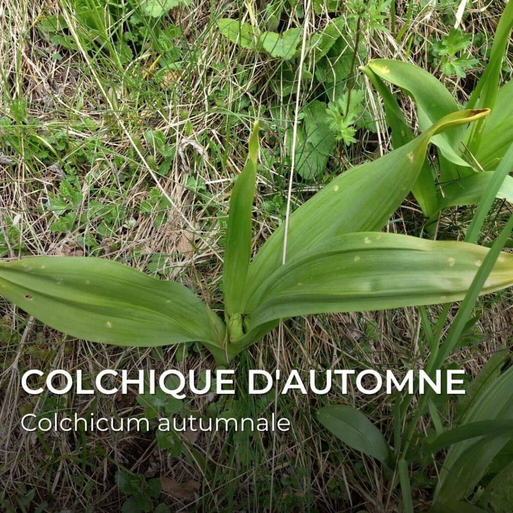 Colchicum autumnale Colchique d'automne confusion avec l'ail des ours