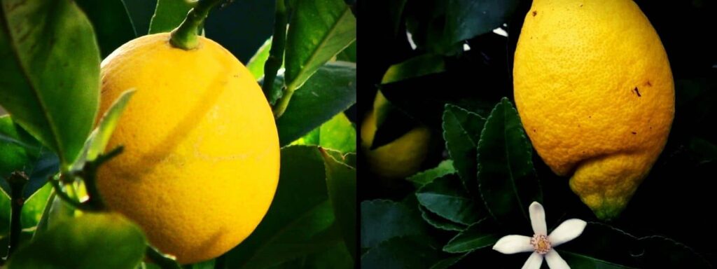 Différences entre Citron Meyer et Citron