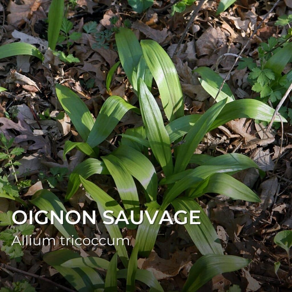 Oignon sauvage Allium tricoccum confusion avec ail des ours monde végétal