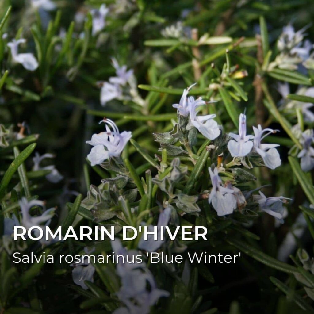 Salvia rosmarinus 'Blue Winter' Romarin d'hiver