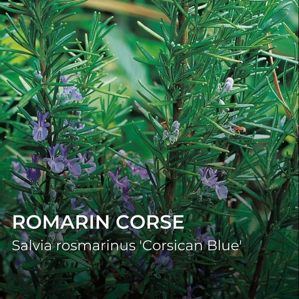 Salvia rosmarinus 'Corsican Blue' romarin corse variétés de romarin