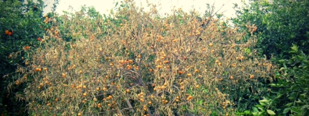 citronnier perd ses feuilles à cause du mal secco maladies et ravageurs