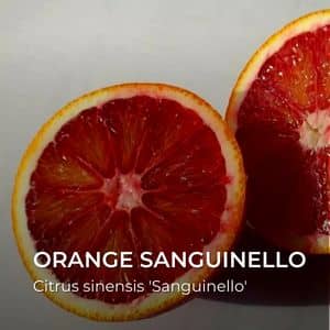 orange Sanguinello Citrus sinensis 'Sanguinello' oranges Citrus sinensis