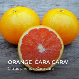orange 'cara cara' Citrus sinensis 'Cara cara'