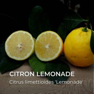 Citrus limettioides 'Lemonade' citron lemonade