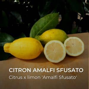 Citrus x limon 'Amalfi Sfusato' Citron Amalfi Sfusato