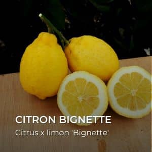 Citrus x limon 'Bignette' Citron Bignette variétés de citron