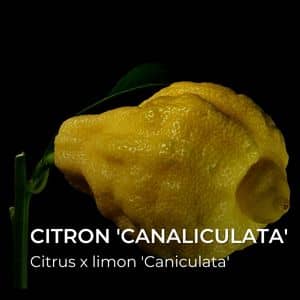 Citrus x limon 'Caniculata' Citron Canaliculata tous les citrons