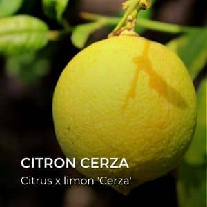 Citrus x limon 'Cerza' Cerza tous les agrumes