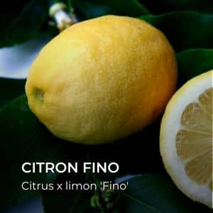 Citrus x limon 'Fino' Citron Fino