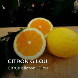 Citrus x limon 'Gilou' Citron Gilou tous les agrumes