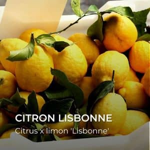 Citrus x limon 'Lisbonne' Citron Lisbonne tous les agrumes