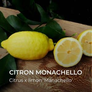 Citrus x limon 'Manachello' Citron Monachello variétés de citron