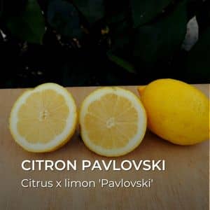 Citrus x limon 'Pavlovski' Citron Pavlovski variétés de citron