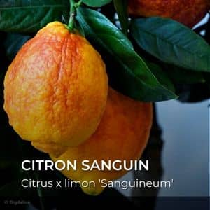 Citrus x limon 'Sanguineum' Citron sanguin variétés de citron