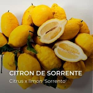 Citrus x limon 'Sorrento' Citron de Sorrente