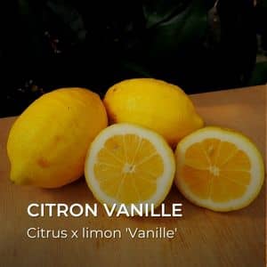 Citrus x limon 'Vanille' Citron Vanille tous les agrumes