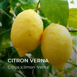 Citrus x limon 'Verna' Citron Verna tous les agrumes