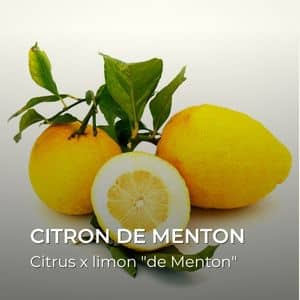 Citrus x limon citron de menton variétés de citron