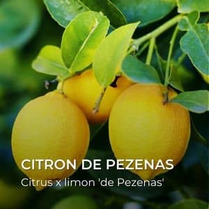 Citrus x limon 'de Pezenas' Citron de Pezenas